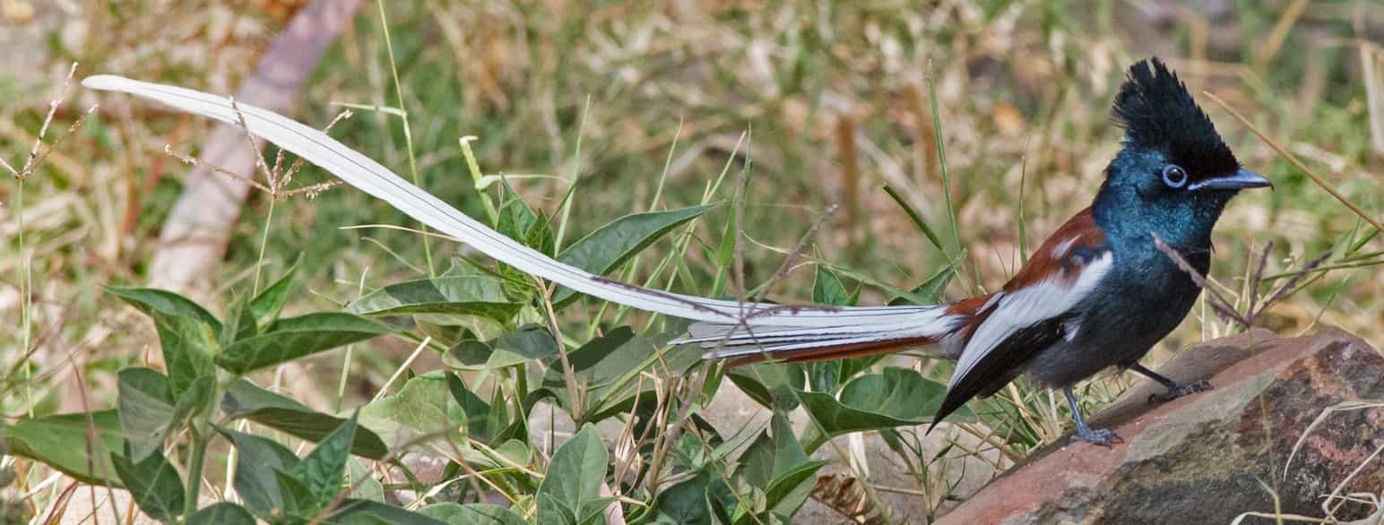 Strimmelparadismonark, Terpsiphone viridis, i Etiopia