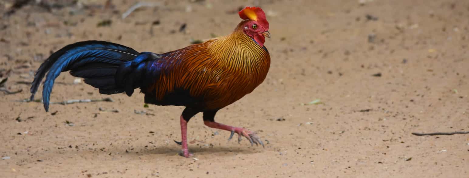 Hannfugl (hane) av arten flammehane, Gallus lafayettii, i Palukan, Sri Lanka