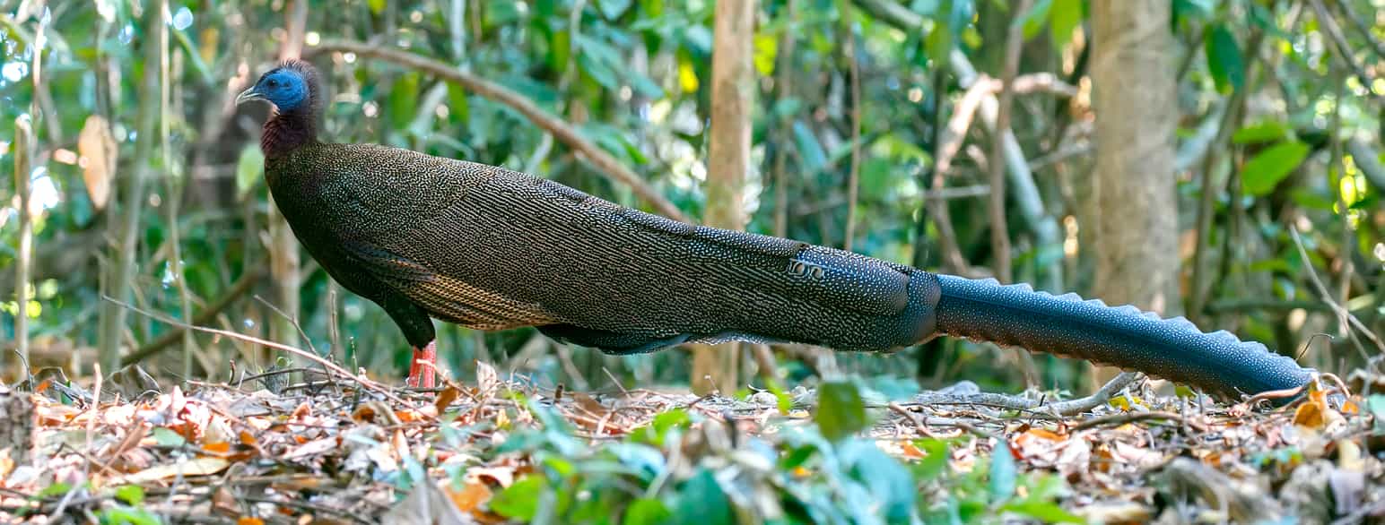 Argusfasan, hannfugl, Sri Phang Nga nasjonalpark, Thailand
