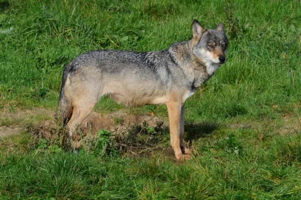 Canis lupus