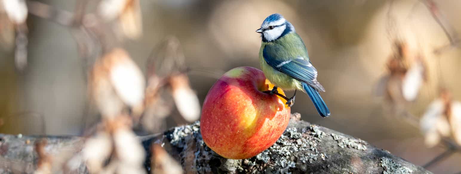 Blåmeis forsyner seg av eple på fôringsplass