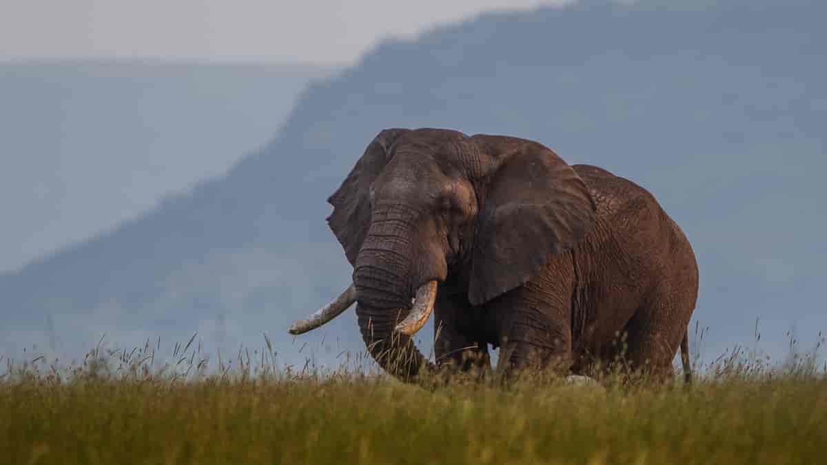 Afrikansk elefant (Loxodonta)