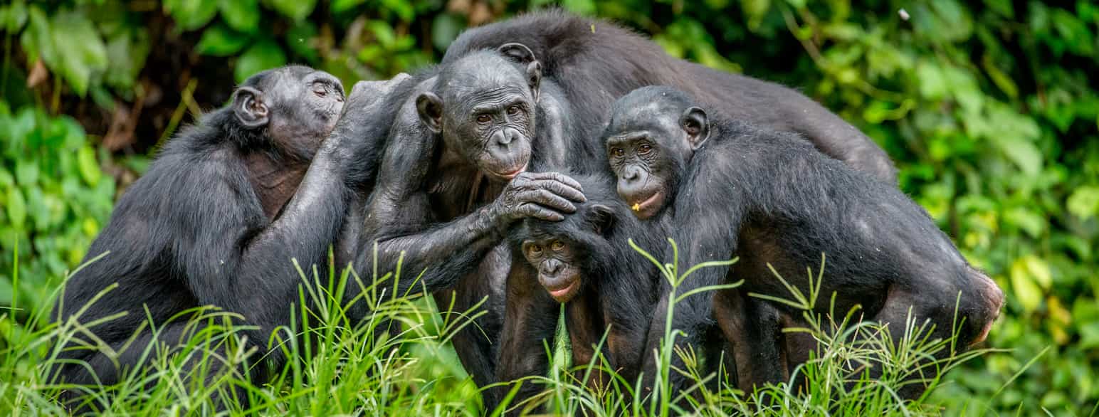 En gruppe av dvergsjimpanser (bonoboer) i Den demokratiske republikken Kongo