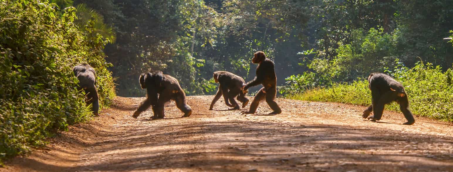 En gruppe sjimpanser krysser en skogsvei i Uganda