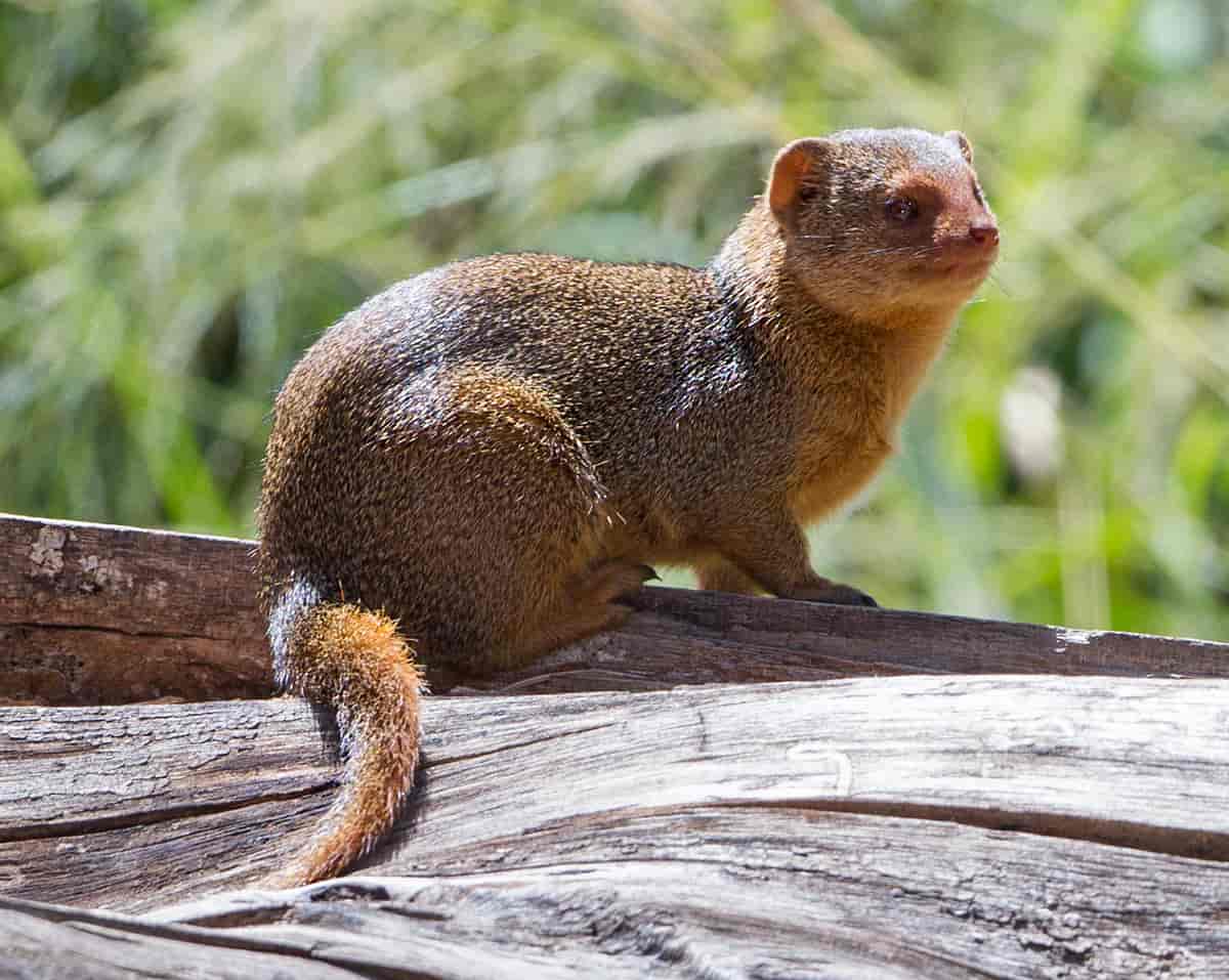 Dvergmungo. The common dwarf mongoose (Helogale parvula)