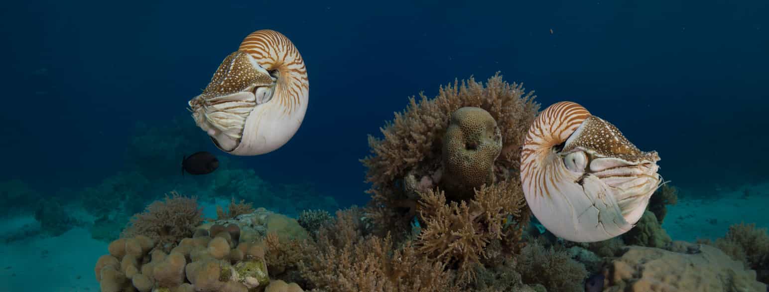 Den nålevende artem Nautilus belauensis, to individer på grunt vann i Palau (Stillehavet)