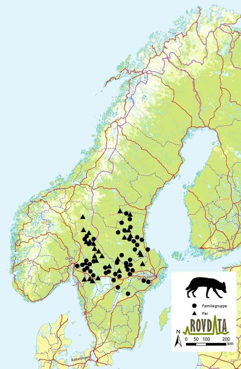 Ulv i Norge og Sverige