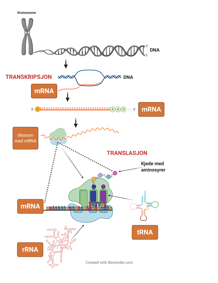 RNAs roller i produksjonen av proteiner