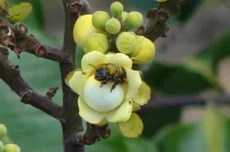 Paranøttreblomst med pollinator