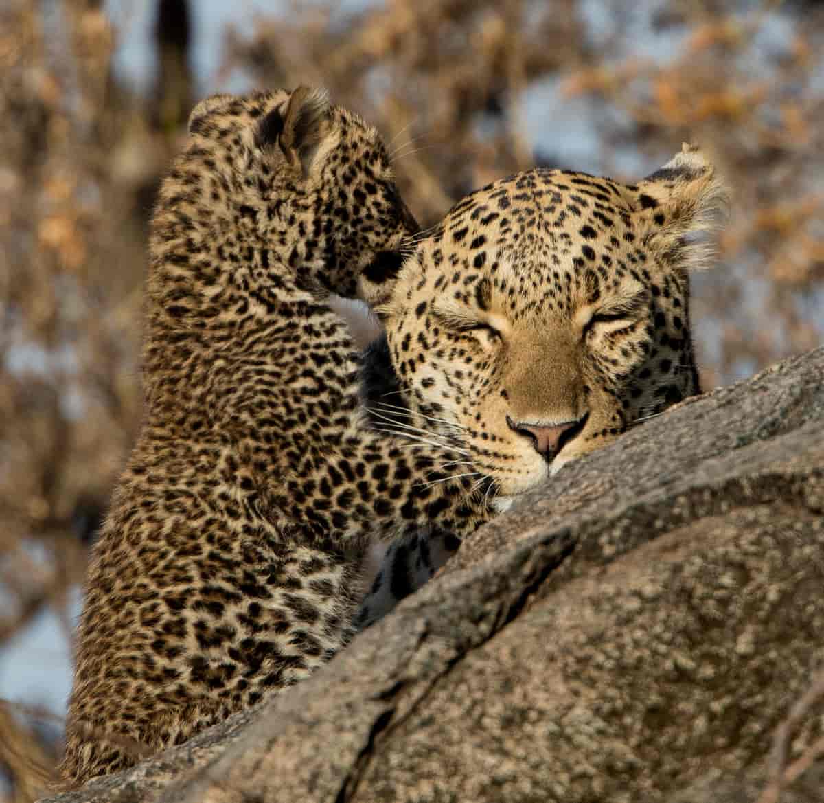 Leopardmor og barn.