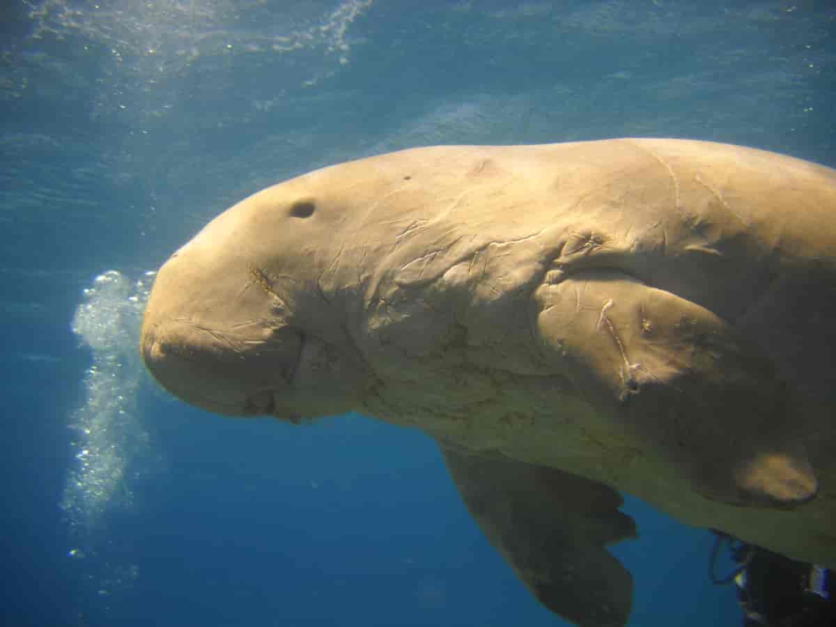 Dugong dugong