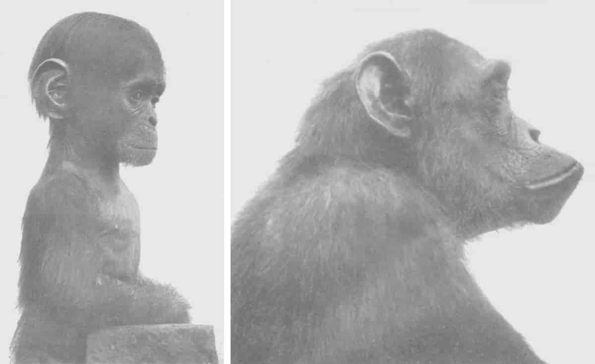 Sjimpanser i ulike aldre