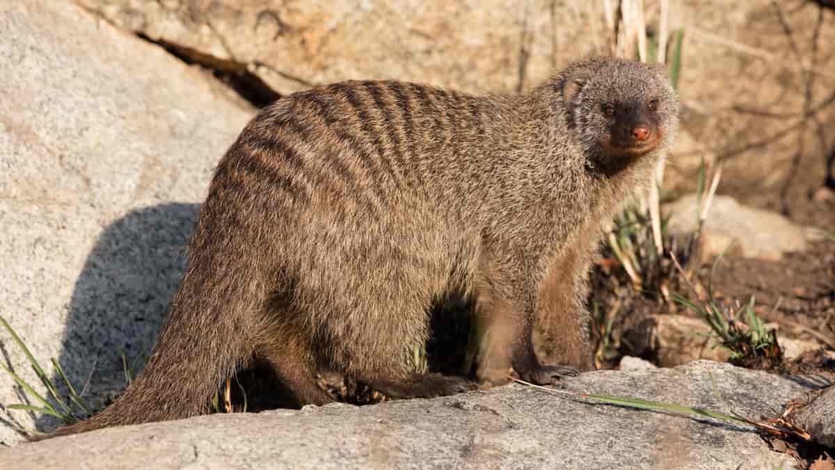 Båndmungo (Mungos mungo) Banded mongoose