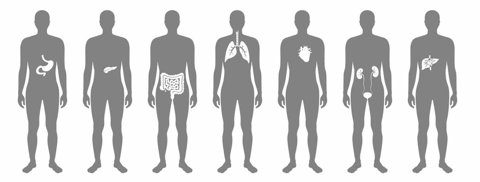 Noen av kroppens organer