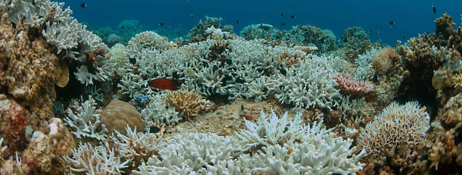 Korallbleking