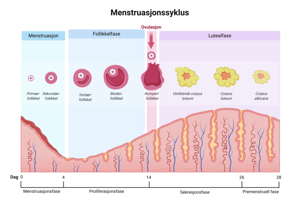 Livmorslimhinnens endringer gjennom en menstruasjonssyklus.