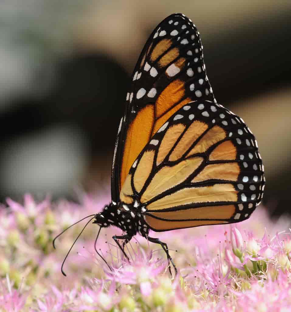 Monarksommerfugl