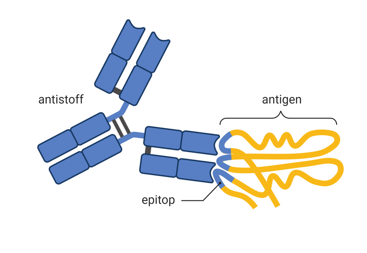 Antigen og antistoff
