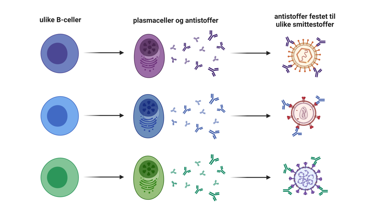 Plasmaceller og antistoffer