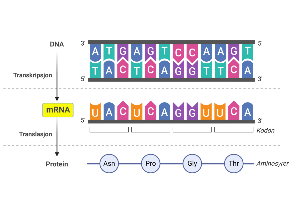 Illustrasjon av mRNA