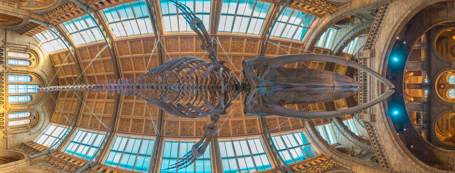 Blåhvalens halsvirvler er sammensmeltet og halsen er veldig kort. Her er et eksemplar i Londons naturhistoriske museum