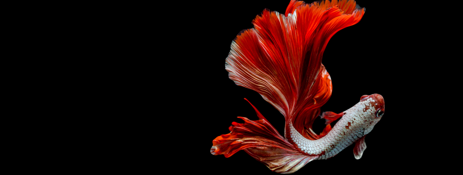 Siamesisk kampfisk har vakre, fargerike haler