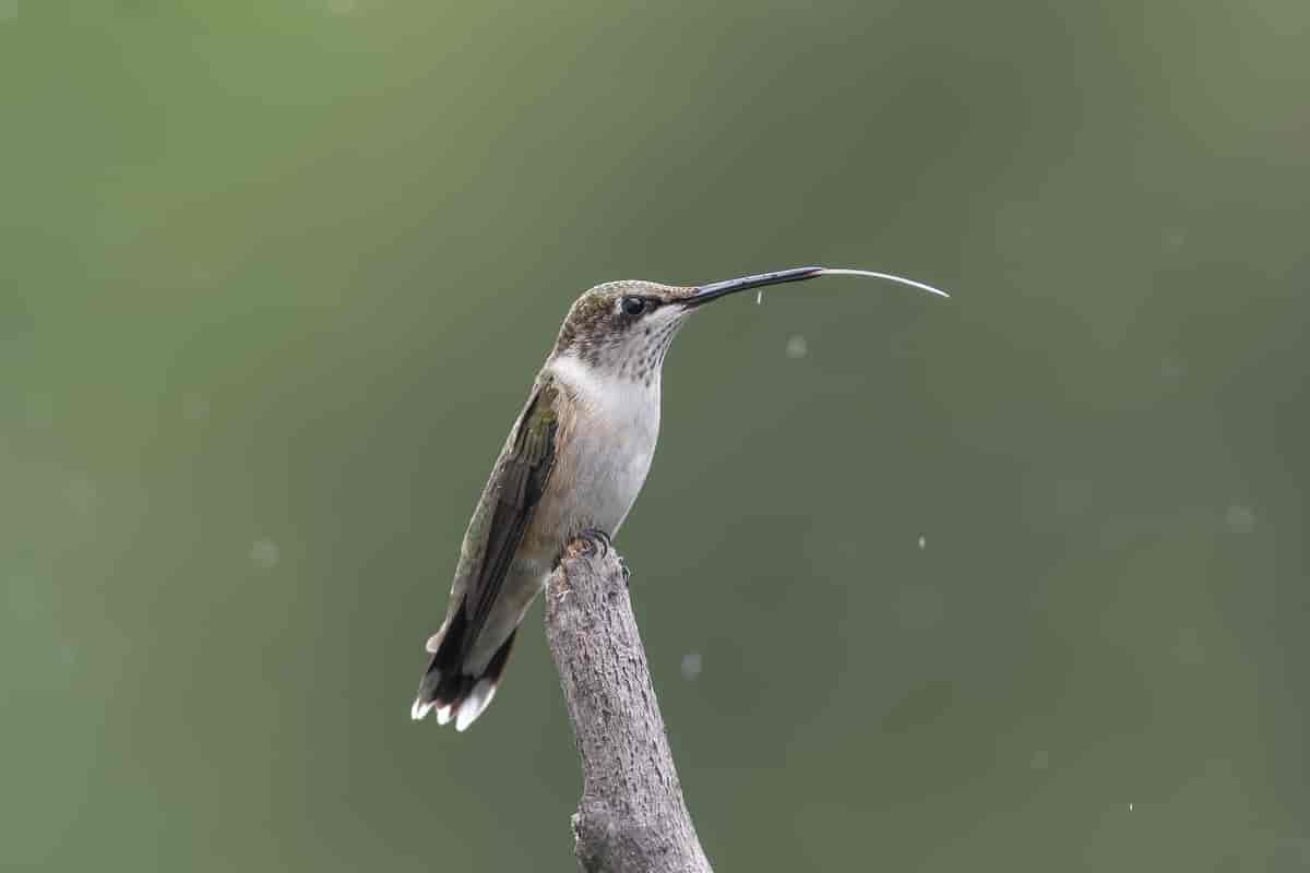 Kolibriens tunge er tubeformet.