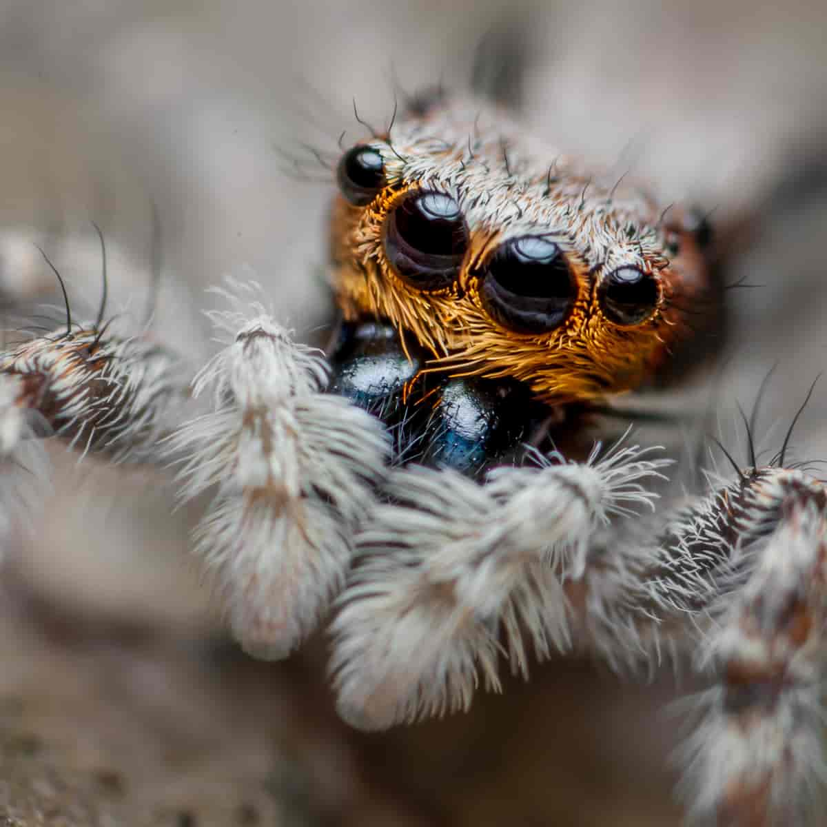 Menemerus bivittatus - en edderkoppart. Edderkopper har punktøyne