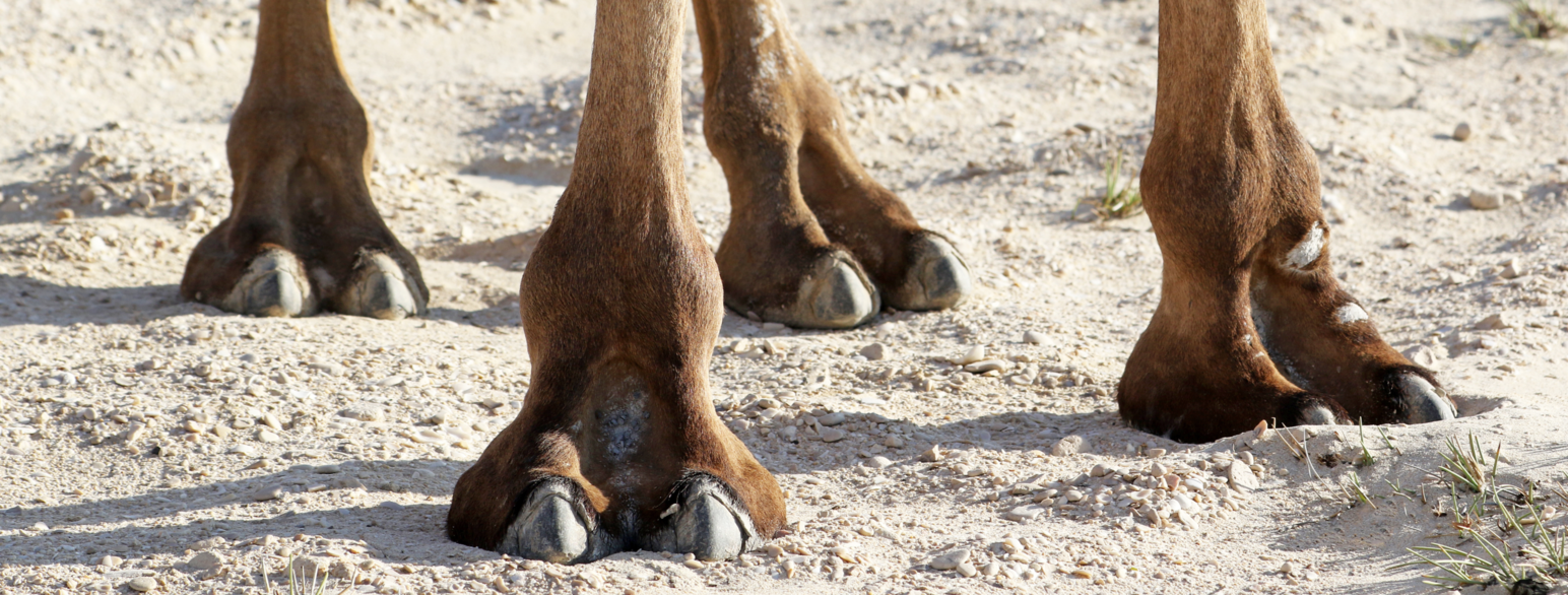 En kamel står på sine fire ben i Oman