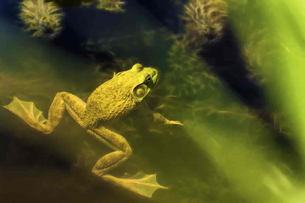 Svømmehud hos frosk