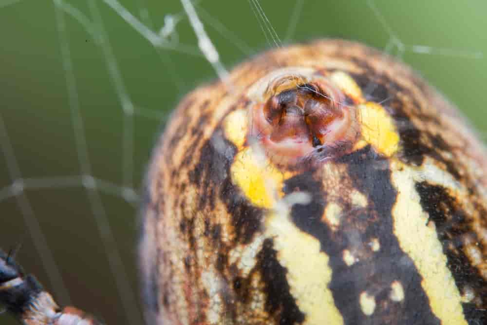 Vepseedderkoppens spinnekjertler sitter på bakenden, slik som hos andre edderkoppdyr
