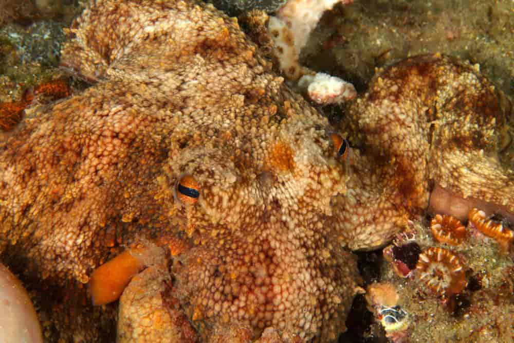 En blekksprut går i ett med sine omgivelser