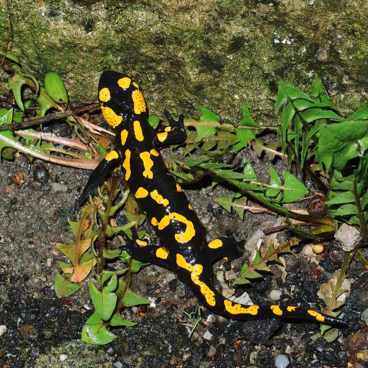 Ildsalamander Salamandra salamandra