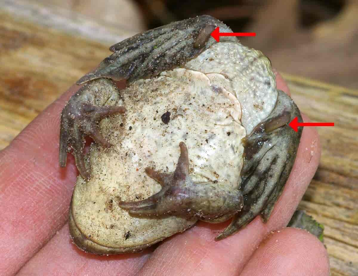 Løkfrosk Pelobates fuscus. Undersidebilde som viser spadene på bakbeina som den bruker til å grave i løs jord