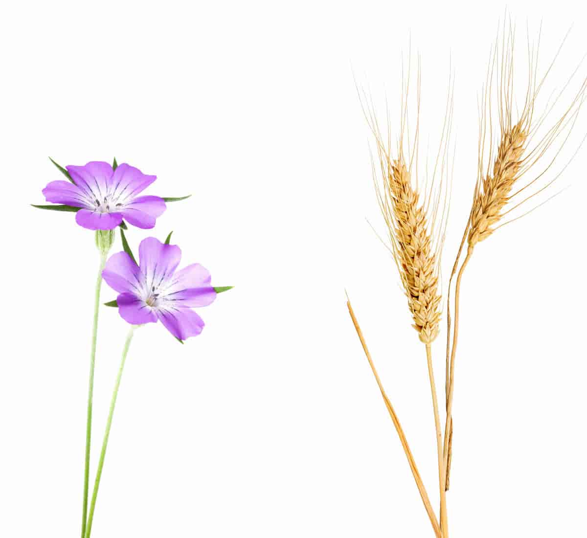 Klinte (venstre) og hvete (høyre)