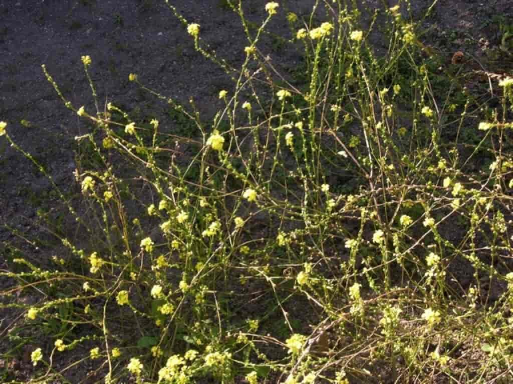 Rapistrum rugosum ssp. rugosum