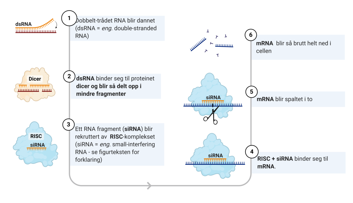 RNA interferens