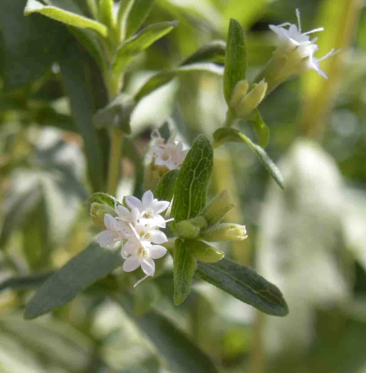 Blomster hos Stevia rebaudiana