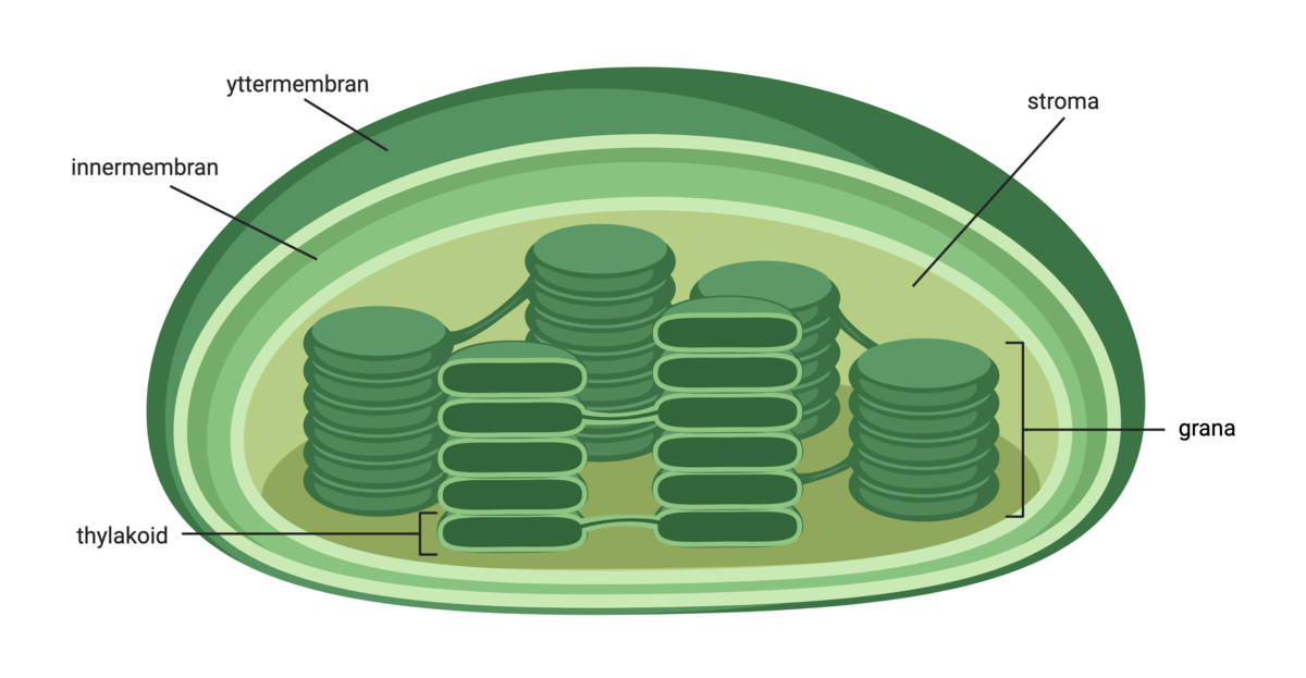 Kloroplast