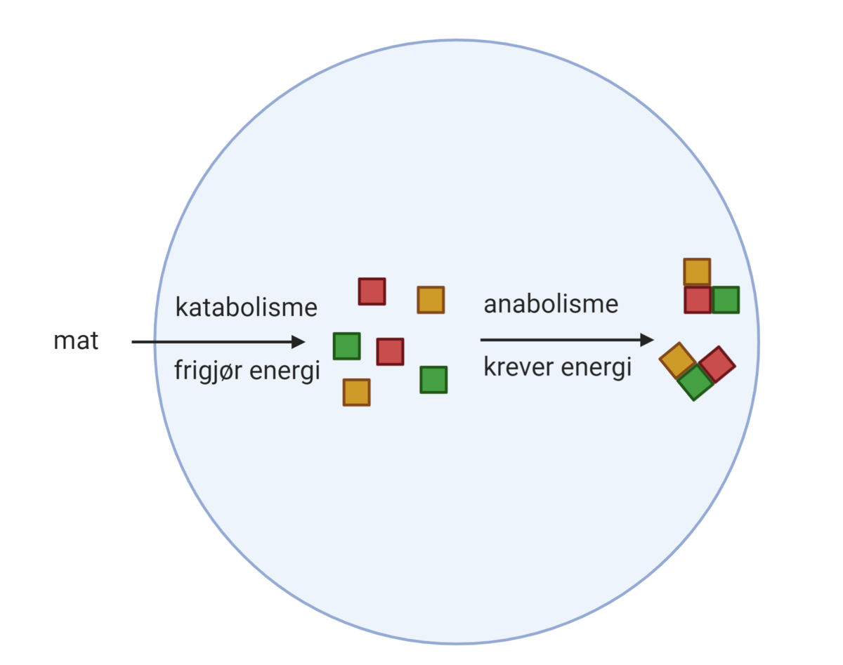 Katabolisme og anabolisme