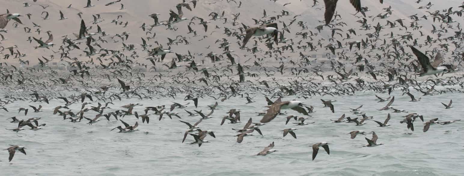 Humboldtsuler flyr ut over Stillehavet fra Sør-Amerikas vestkyst. Oppvellingen gjør havet her rikt på fisk som sulene jakter på