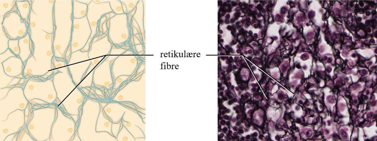 Retikulære fibre