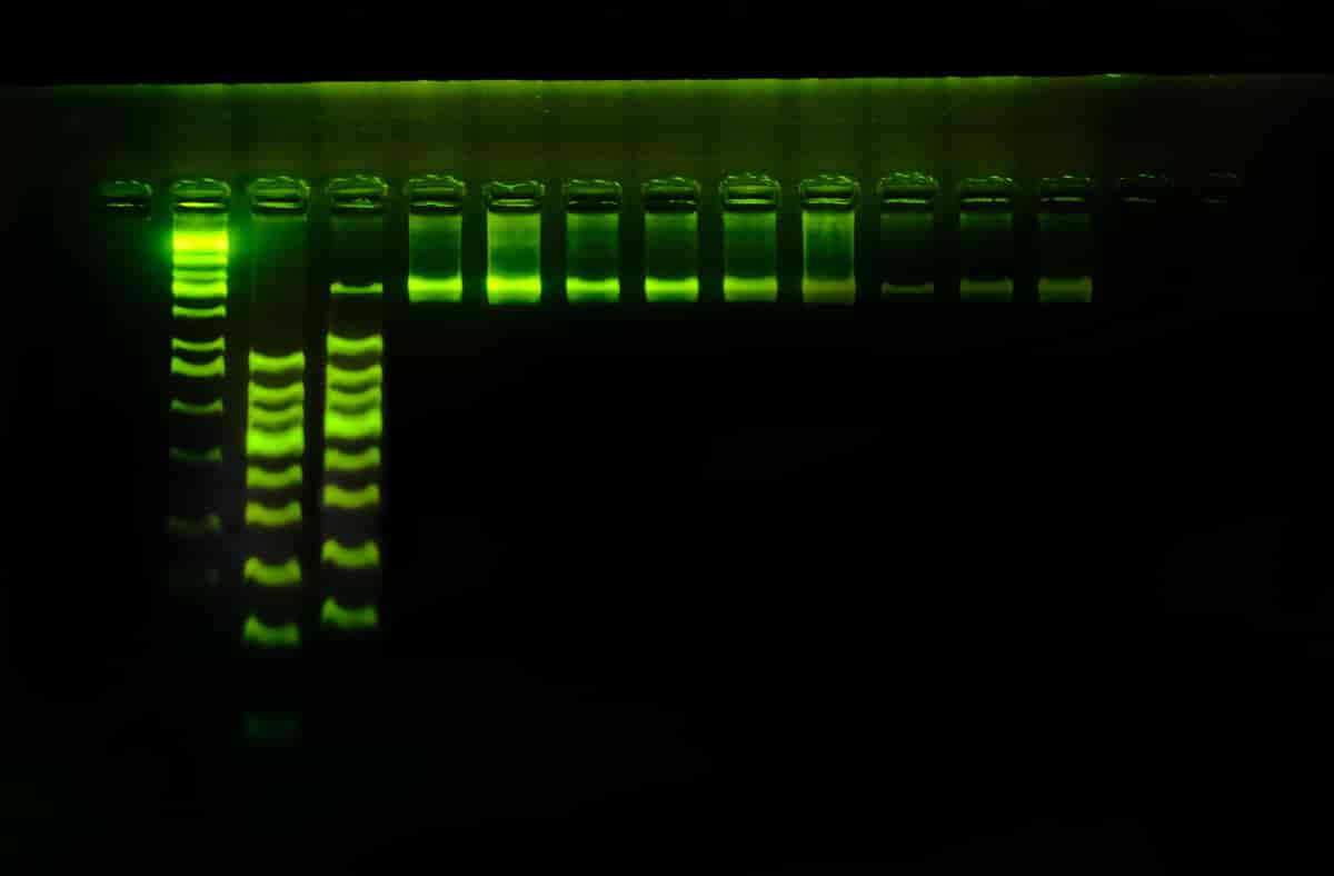 Gelelektroforese av DNA-fragmenter