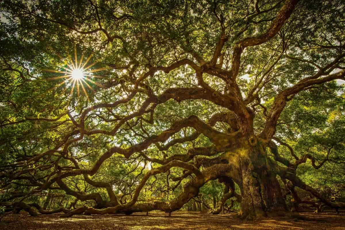 Angel Oak på John's Island i South Carolina