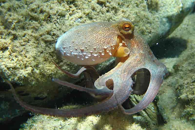 Vanlig blekksprut