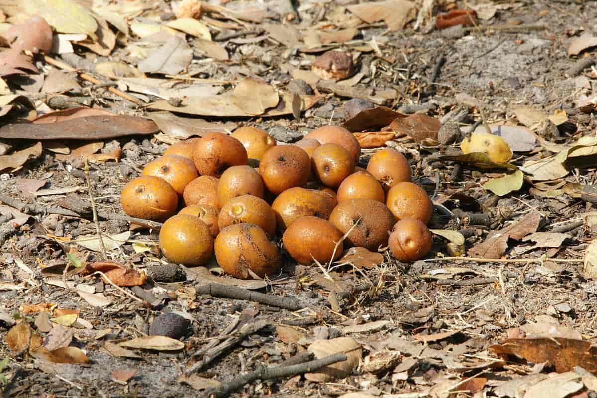 Parinari curatellifolia frukter