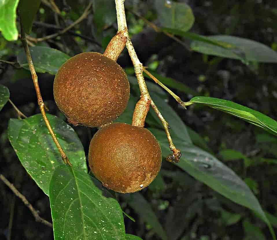 Hydnocarpus carpifolium frukt