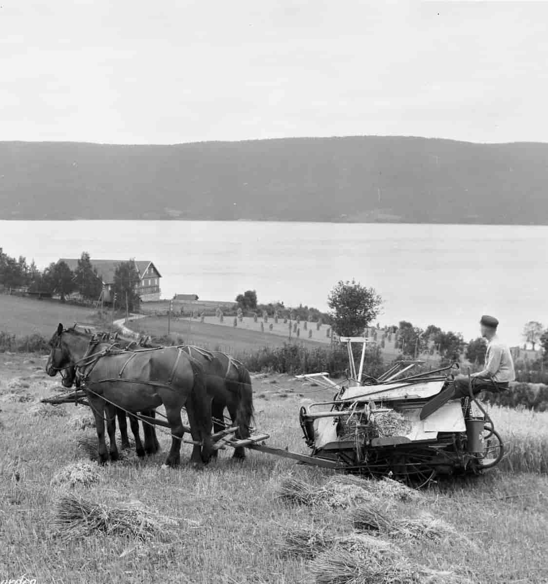Skuronn på Haug gård på Hadeland i 1925. Selvbinderen blir trukket av tre hester.