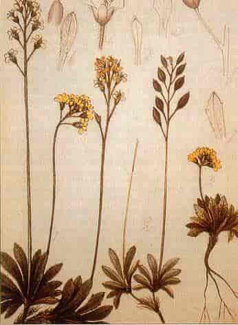 En botanisk illustrasjon fra Læstadius