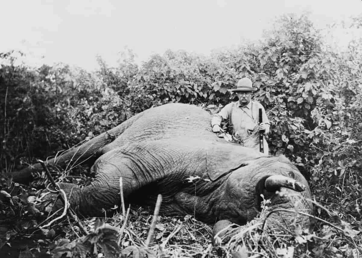 Theodore Roosevelt ved død elefant, Afrika, 1910